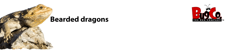 Bearded dragons