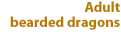 Adult bearded dragons