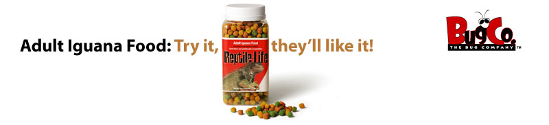 Adult Iguana Food: Try it, they'll like it!