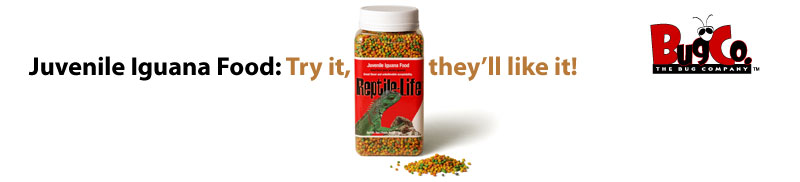 Juvenile Iguana Food: Try it, they'll like it!